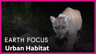 Urban Habitat  Earth Focus  Season 1 Episode 6  KCET [upl. by Trueman]