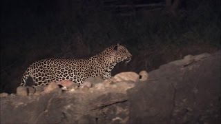 Amazing Footage of a South African Leopard in Action [upl. by Eesak]