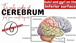 Sulci and gyri on the inferior surface of the cerebral hemisphere  Neuroanatomy  Anatomy mbbs [upl. by Orihakat]