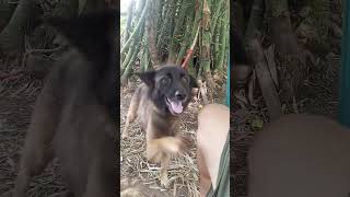 My Belgian shepherd dog Hershey [upl. by Lontson]