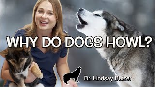 WHY DO DOGS HOWL  Veterinarian Explains [upl. by Sunny557]