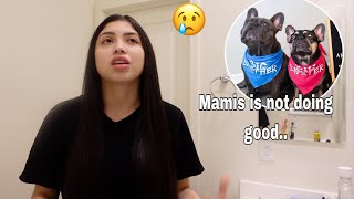 REHOMING OUR DOGS  STRUGGLES WITH MOM GUILT  MOMMY VLOG [upl. by Ydnar]