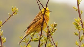 Strnad obecný  The yellowhammer Emberiza citrinella  ZpěvVoice [upl. by Obbard]