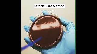 streak Plate Method  microbiology lab work  blood Agar media  microbiology  shorts shortvideo [upl. by Ailelc]