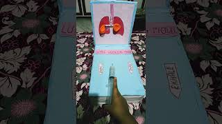 human respiratory system model 🫁 model science shortvideo youtube shorts [upl. by Compte]