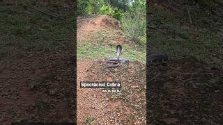 spectacled cobra india [upl. by Schnorr799]