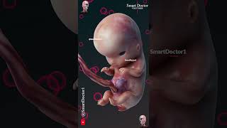 Fetal Development  The Creators Miracle 🤰🏻💞👶🏻 [upl. by Enrev]