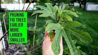 Pruning Fig Trees to Ripen Earlier More Smaller amp Larger Figs WITH Examples [upl. by Adrell]