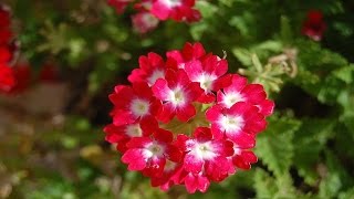 Most Beautiful Geranium Flower Ever You Seen [upl. by Eurydice]