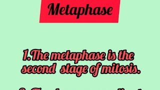 Metaphase shortsfeed shortsvideo shorts youtubeshorts [upl. by Toiboid]