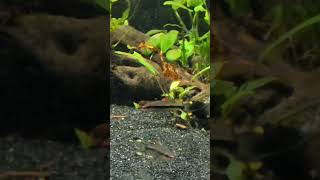 Planted community Denison Barb Tank [upl. by Nylarahs]