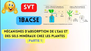 1BACSE  PMOMécanismes d’absorption 🍁 de l’eau et des sels minéraux chez les plantes  partie 1 [upl. by Leahkim]