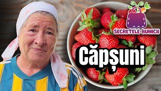 📌Secretele Bunicii despre Cultivarea Capsunilor🍓 Secretele Bunicii S1EP4 [upl. by Cheria924]