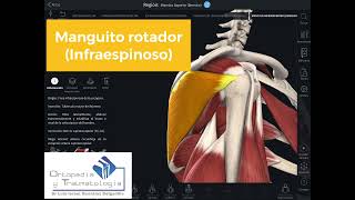 Anatomía de hombro  estructuras estabilizadoras de hombro [upl. by Henrie]