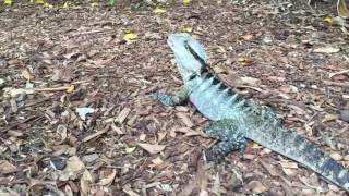 Eastern water dragon running  slow motion [upl. by Tirza]