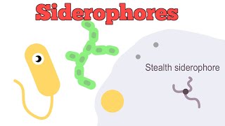 Siderophores [upl. by Asiled]