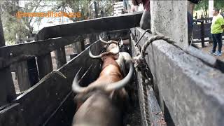 CORRALEJAS COTORRA 2019 ENCIERRO DE TOROS GANADERÍA LA JULIANA HNOS CUMPLIDO [upl. by Issie]