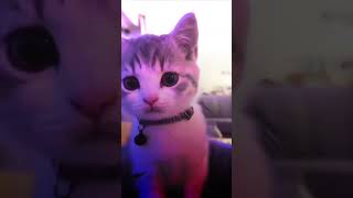 I edited the cat winking video shorts edit [upl. by Adlig914]