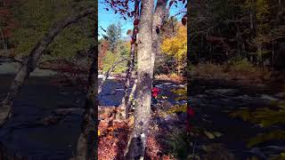 Breathtaking Fall Views shorts muskoka [upl. by Yroj]