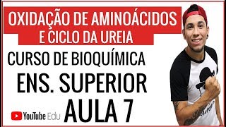 OXIDAÇÃO DE AMINOÁCIDOS E CICLO DA UREIA CURSO DE BIOQUÍMICA PARA ENSINO SUPERIOR  Prof Patrick [upl. by Ardehs]