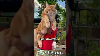 ¿Conocias al Maine Coon videosdemascotas mainecooncat gatos animales [upl. by Aimahs153]