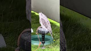 Tawny Frogmouth Bird birds aviary [upl. by Atterrol]