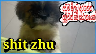 Shit zhu dog price in sri lanka 2024 87  shit zhu dog for sale in sri lanka  new pet LK [upl. by Attenat639]