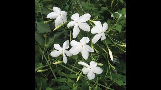 776  Grow amp care Chameli Jasmine Grandiflora Royal Jasmine Janti Spanish or Italian Jaismine [upl. by Aicram]