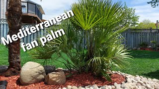 Mediterranean fan palm Chamaerops humilis [upl. by Yehtomit632]