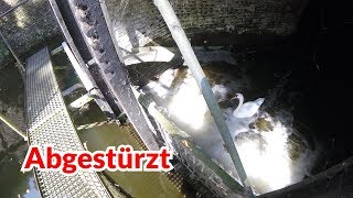 Schwan abgestürzt  Tiernotruf 110 Swan rescue [upl. by Shlomo]