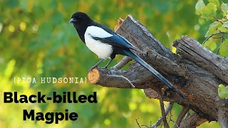 Black Billed Magpie Bird  Pica hudsonia  Magpie species  South Asia Magpies [upl. by Schreck557]