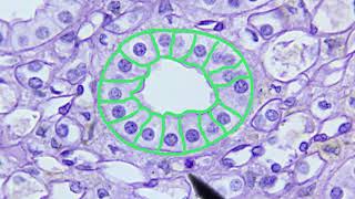 Epithelial Tissue Identification Video [upl. by Ahseikram927]