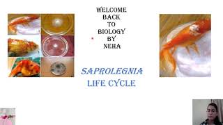 Saprolegnia Life Cycle  Saprolegnia parasitica Life cycle  BSc MSc  Biology By Neha🌻 [upl. by Rozele389]