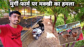 How to control Flies in Poultry Farming [upl. by Ecirtael]