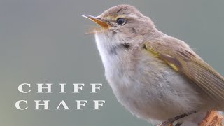 CHIFFCHAFF bird singing birds sounds [upl. by Soo16]