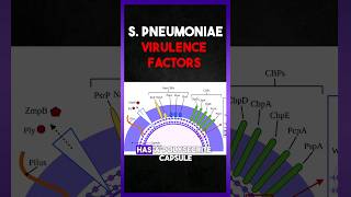 Streptococcus Pneumoniae  Virulence Factors [upl. by Arraeis]