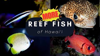 Top 20 MORE Reef Fish found in Hawaii [upl. by Atthia69]