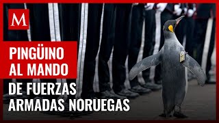 Pingüino al mando de fuerzas armadas en Noruega [upl. by Imotih380]