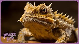 The Horned Lizard  Amazing Facts About Weird Creatures 🦎 [upl. by Winter]