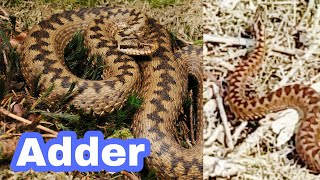 Adder Snake  the UKs only VENOMOUS SNAKE  Gosport [upl. by Dihaz]