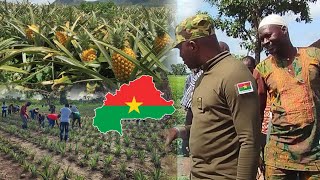 CHANMP DANANAS 🍍 🍍 ua Burkina Faso 🇧🇫🇧🇫Félicitation aux agriculteurs burkinabè [upl. by Mayfield390]