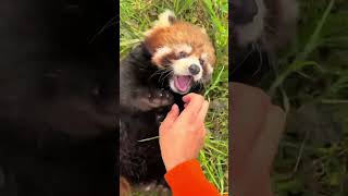 cutebaby redpanda panda ytviral ytshorts ytviralvideo ytshortsvideo [upl. by Augy]