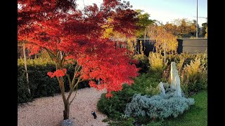 🌼 Algunos de los jardines de La Paisajista  Jardines con Alma por Monique Briones [upl. by Assereht]