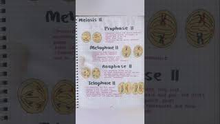 meiosis 2 by medical 20 meiosis [upl. by Sibell]