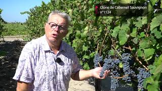 Présentation du Clone de CabernetSauvignon EntavInra 1124 [upl. by Janine]