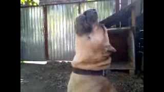 Presa Canario howl [upl. by Seligman887]