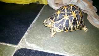 Indian Star Tortoise Turtle भारतीय स्टार कछुए कछुआ [upl. by Kaleena]