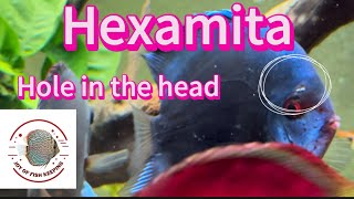 Hexamita hole in the head  Hexamita holeinthehead [upl. by Otaner]