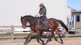 Grace Tara  Retraining a Racehorse  week 1 [upl. by Cohbert337]