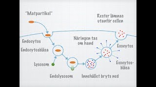 Endo och exocytos [upl. by Harman732]